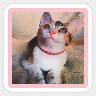 THE ADORABLE LOOK CAT Sticker
